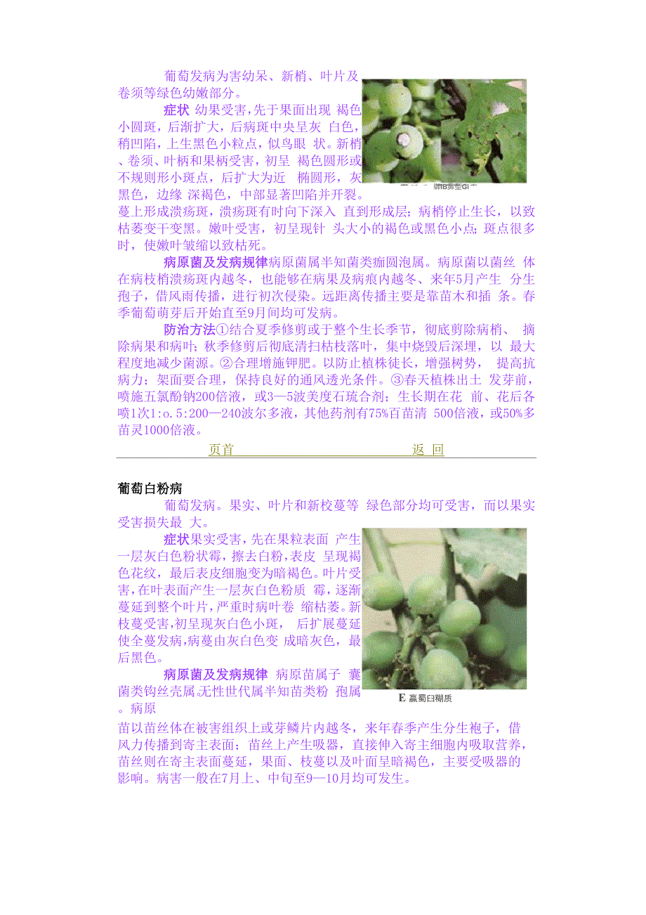 萄葡主要病害防治_第4页