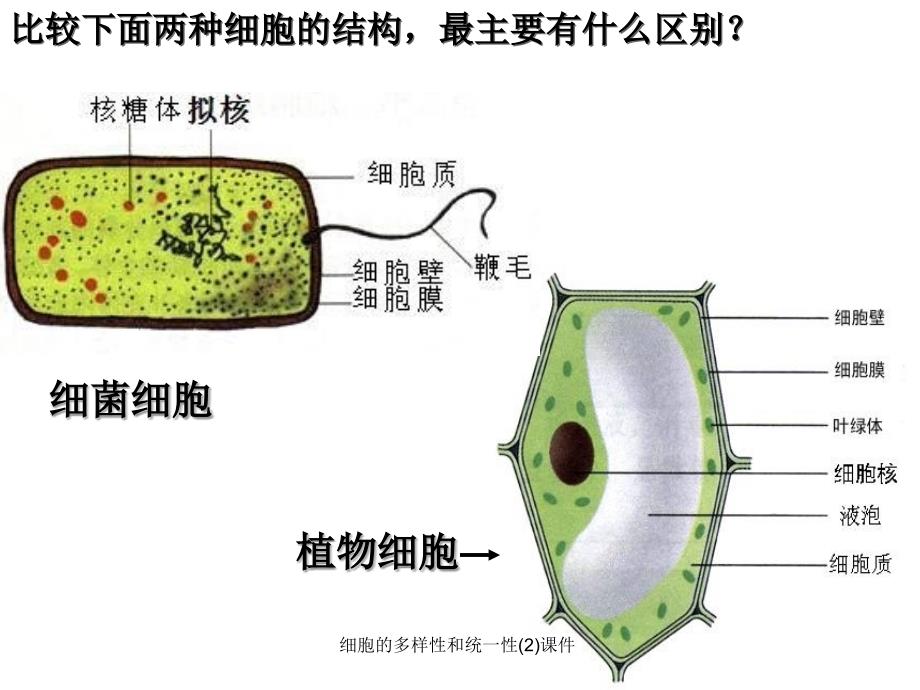 细胞的多样性和统一性2课件_第3页