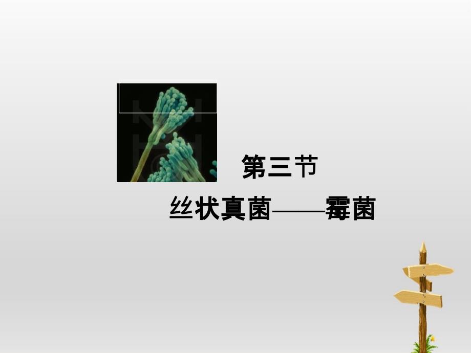 微生物丝状真菌霉菌_第2页