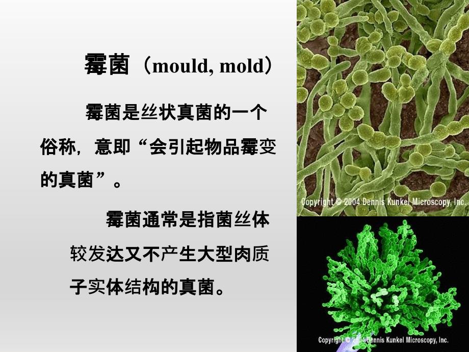 微生物丝状真菌霉菌_第3页