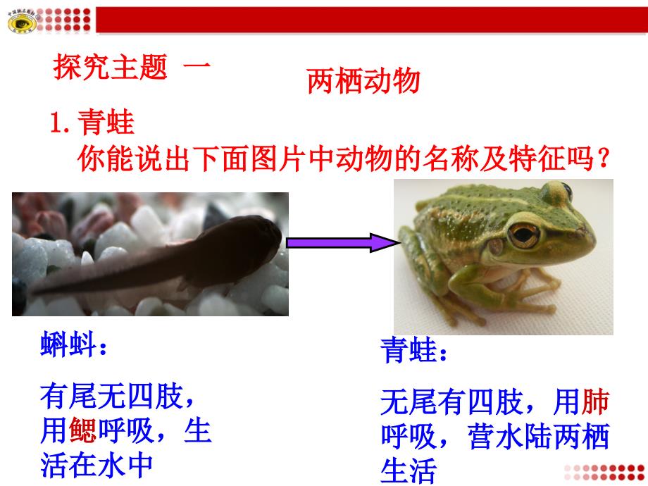 15两栖动物_和爬行动物_第4页