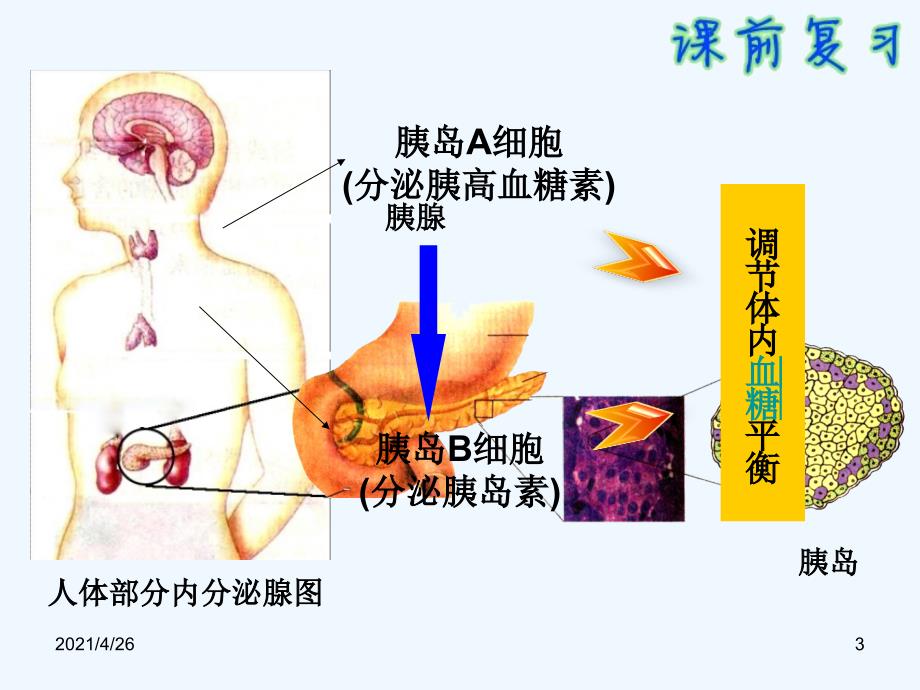 人体血糖平衡调节--激素调节实例_第3页