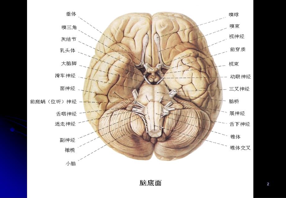 脑干的解剖和定位诊断ppt课件_第2页