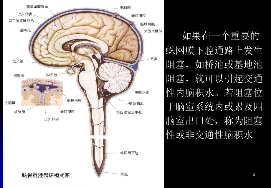 脑干的解剖和定位诊断ppt课件_第3页