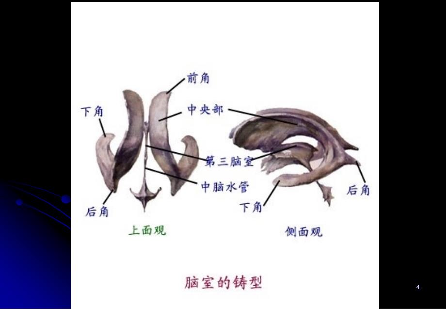 脑干的解剖和定位诊断ppt课件_第4页