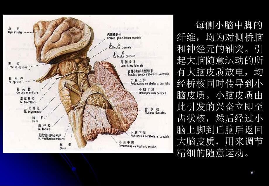 脑干的解剖和定位诊断ppt课件_第5页