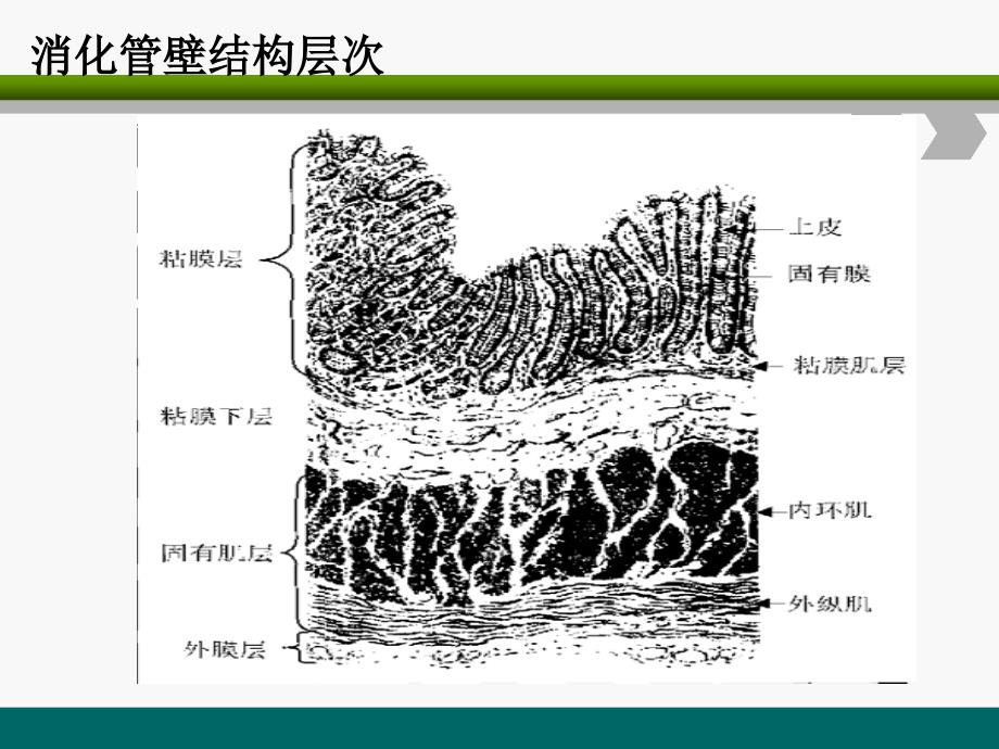 ESD围手术期护理ppt参考课件_第4页