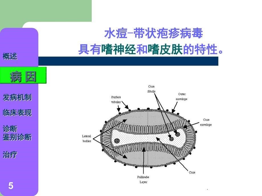 带状疱疹精品课堂PPT_第5页