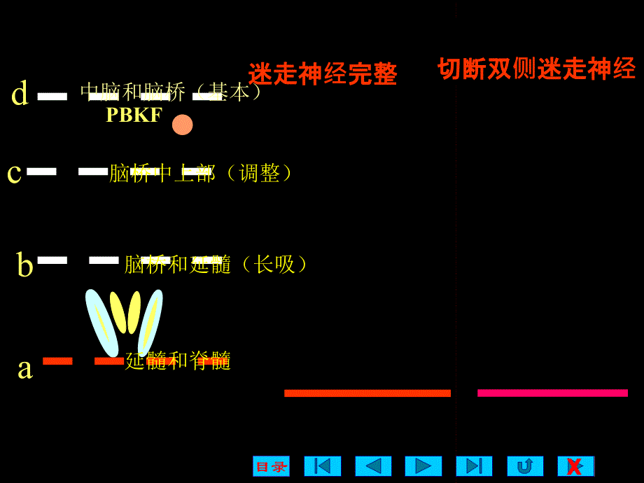 四节呼吸运动调节_第3页