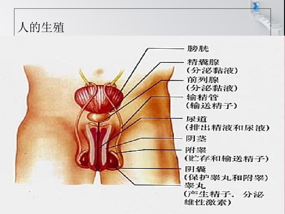 人教版七年级生物下册复习课件_第4页