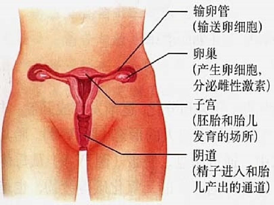 人教版七年级生物下册复习课件_第5页