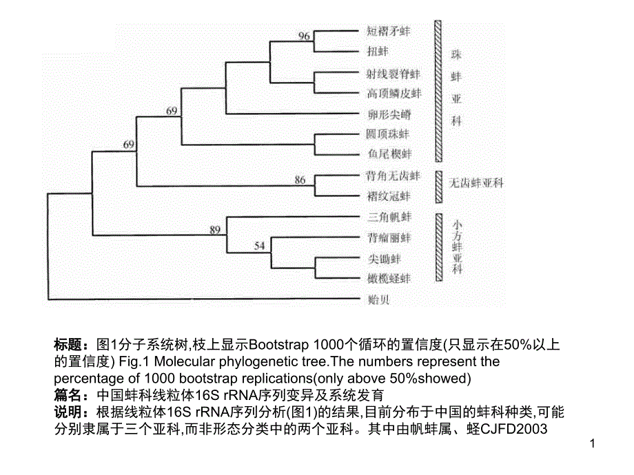 如何解释进化树文档资料_第1页