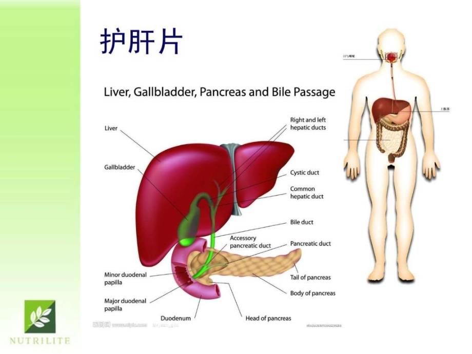 肝脏的护理PPT课件_第4页