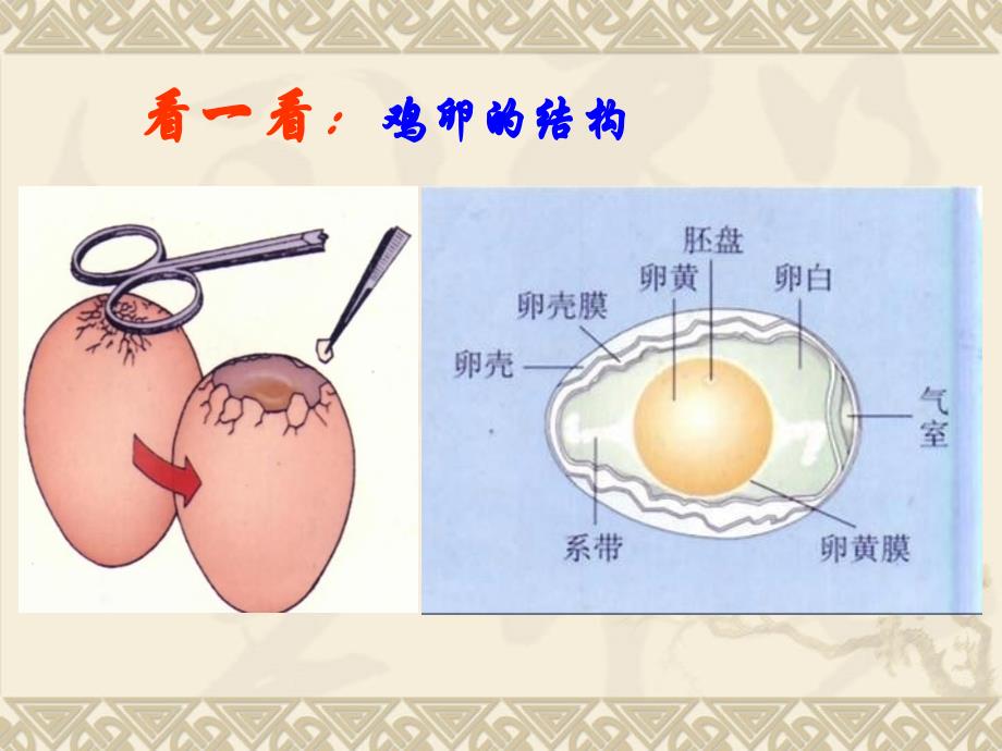 教学课件第四节鸟的生殖和发育_第4页