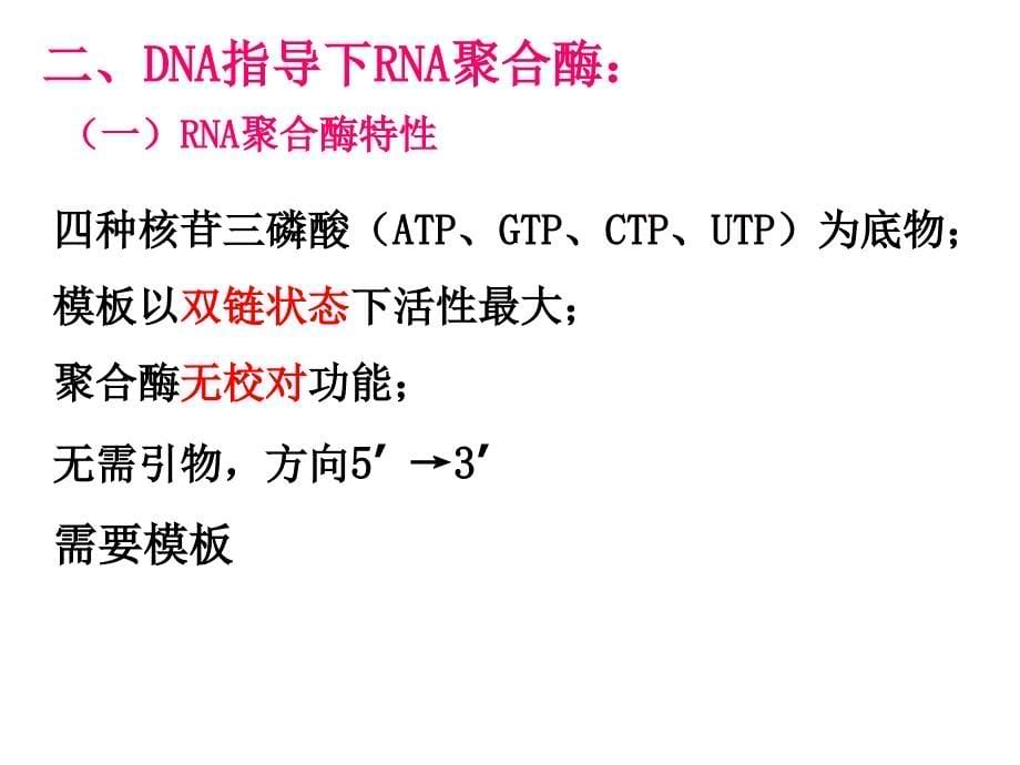 生物化学课件：转录_第5页