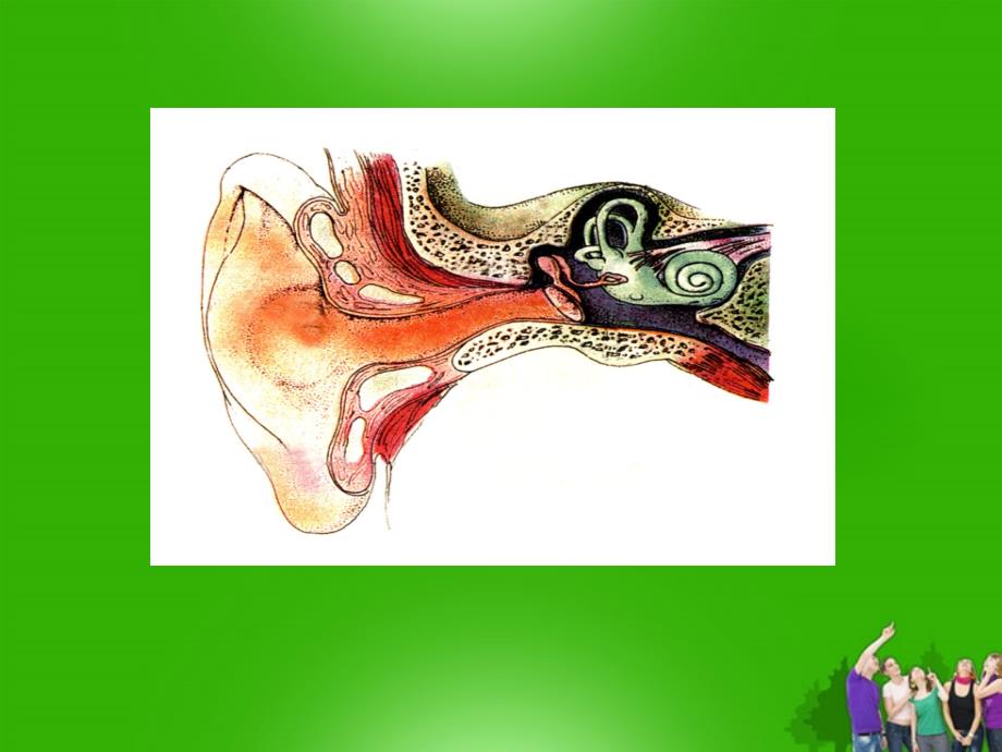 七年级生物下册耳与听觉课堂教学课件北师大版_第3页