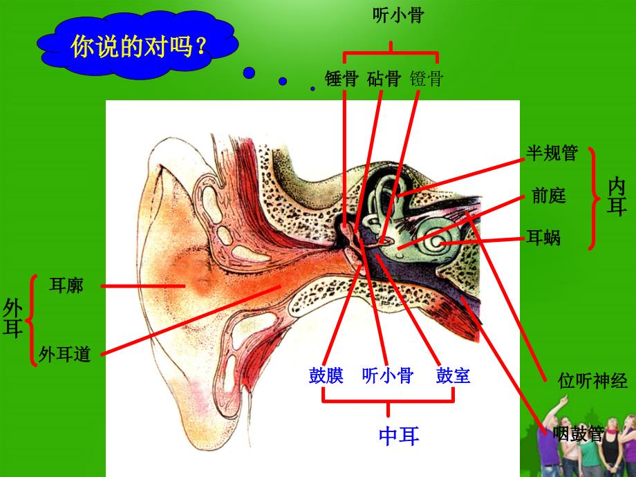 七年级生物下册耳与听觉课堂教学课件北师大版_第4页