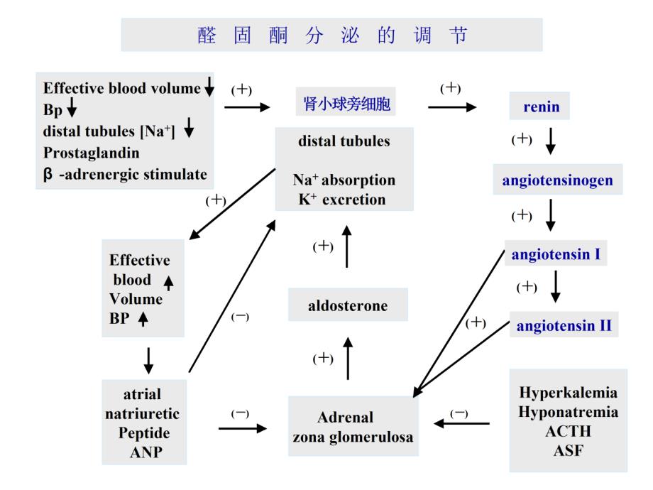 内科学第七篇 第十四章 原发性醛固酮增多症文档资料_第4页