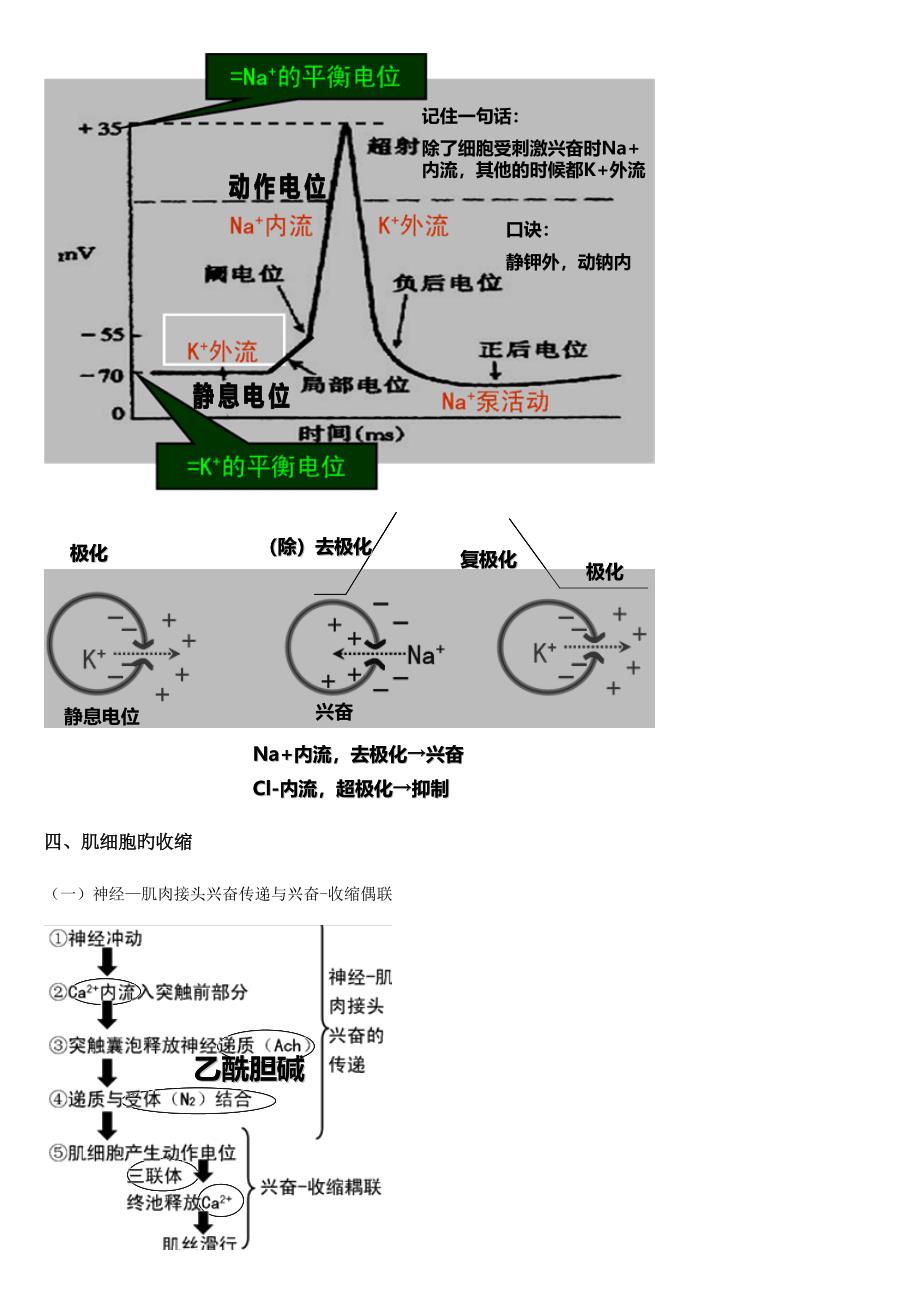 2023年生理学总结归纳_第3页