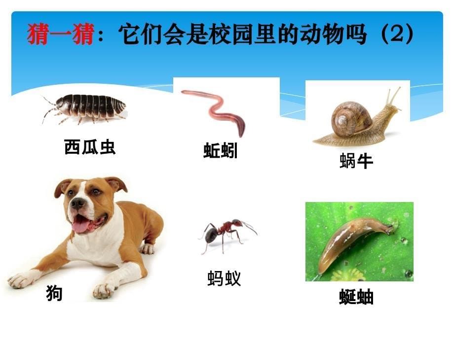 科教版一年级下册科学第二单元2、校园里的动物_第5页