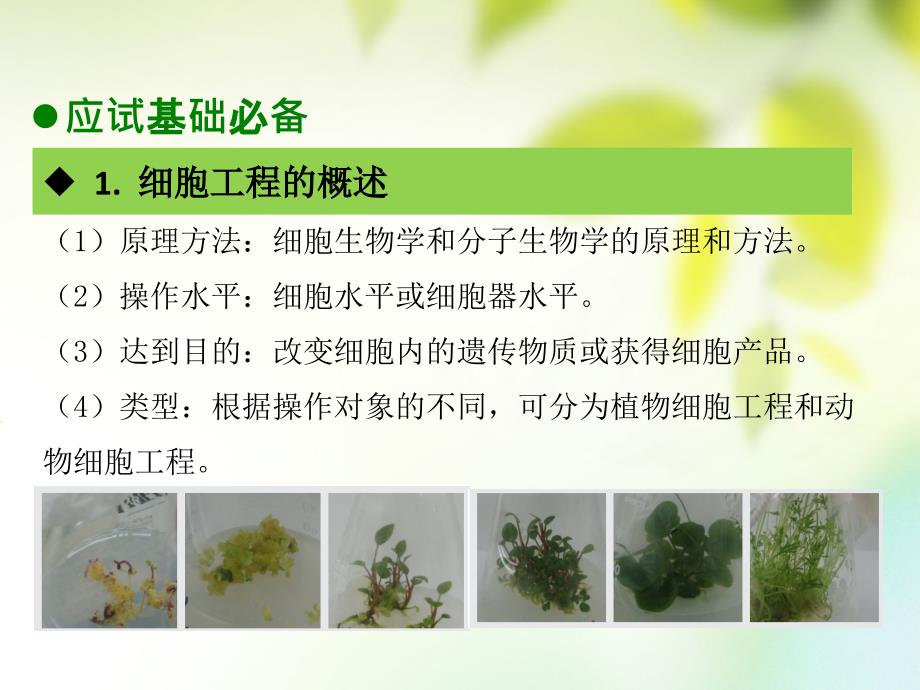 生物总第十九章 细胞工程_第3页