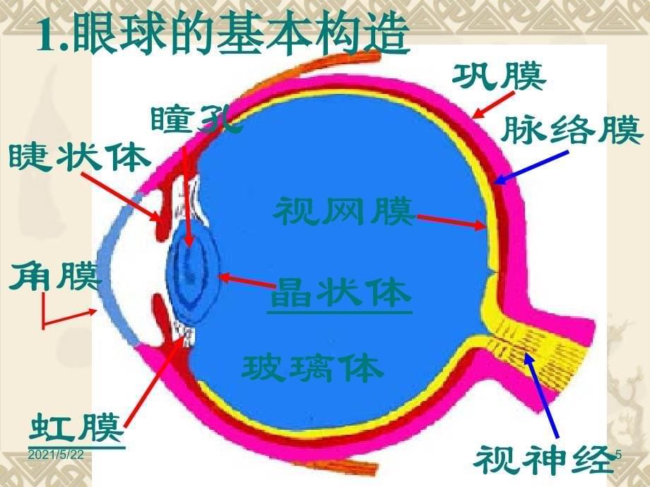 新人教版5.4眼睛与眼镜ppt课件_第5页