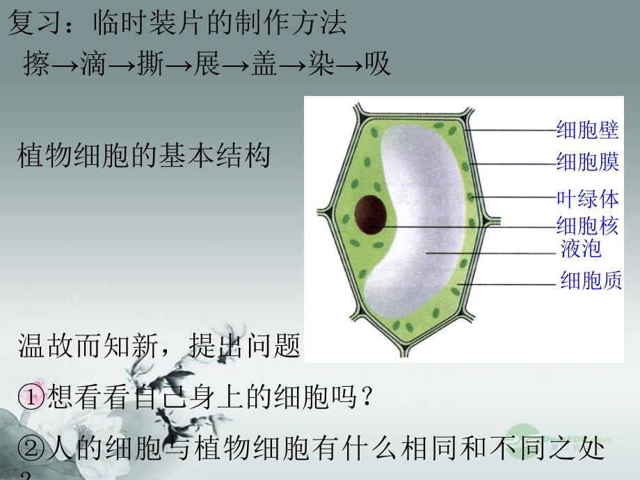 七年级生物上册213观察动物细胞课件2人教新课标版_第3页