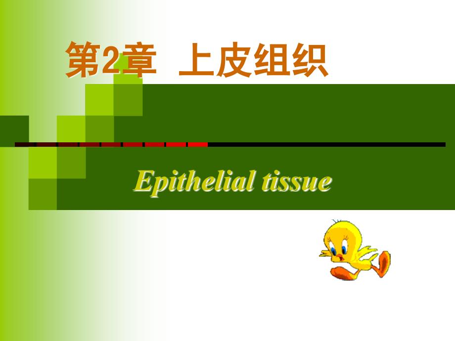 复件 第2章：上皮组织_第1页