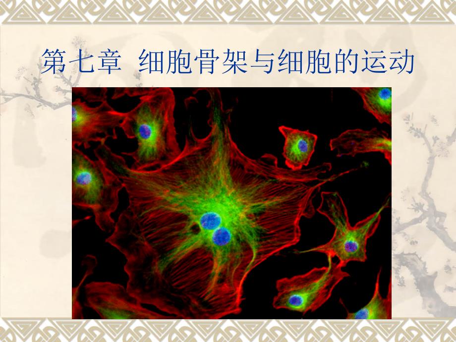 细胞生物学：第七章 细胞骨架与细胞的运动_第1页