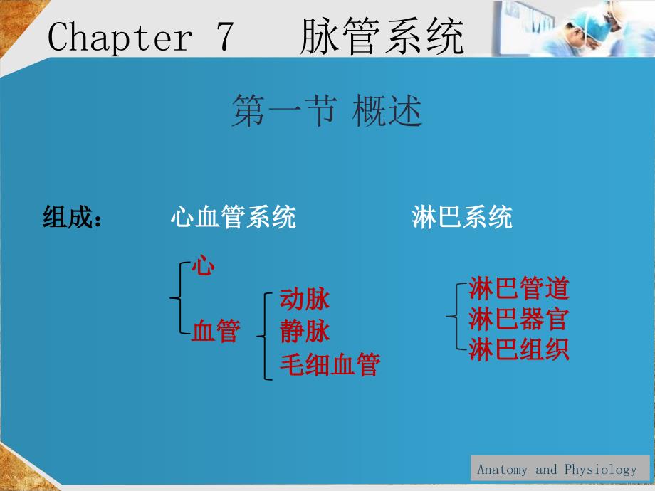 基础医学chapter7脉管系统_第1页