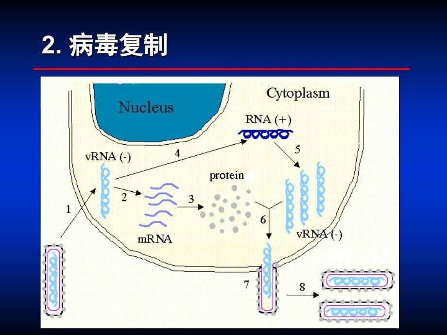 第34章其他病ppt课件_第5页