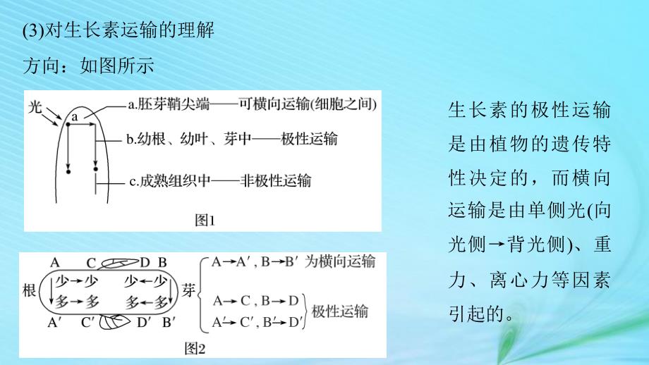 （江苏专用）高考生物二轮复习 专题八 植物的激素调节 考点24 生长素的发现、产生、分布及运输课件_第4页