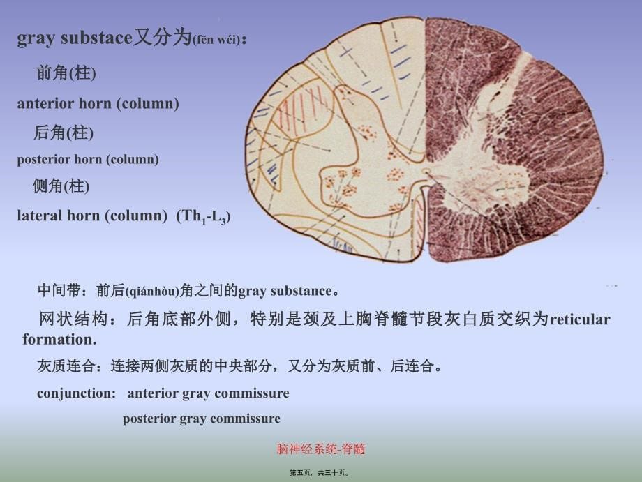 脑神经系统脊髓课件_第5页