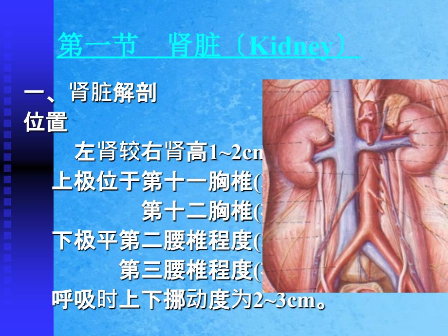 肾脏标准切面ppt课件_第2页