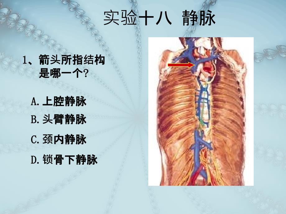 实验十八静脉_第3页