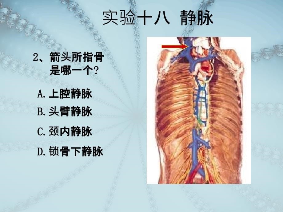 实验十八静脉_第5页