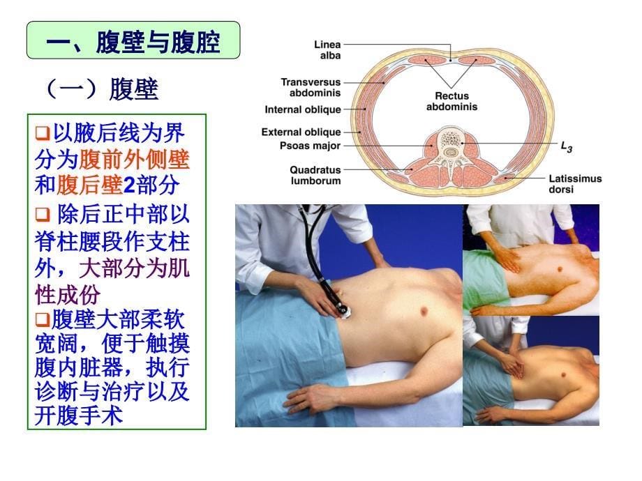 腹部局部解剖.ppt_第5页