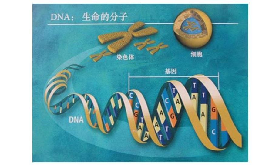 儿童基因检测（PPT X页）_第5页