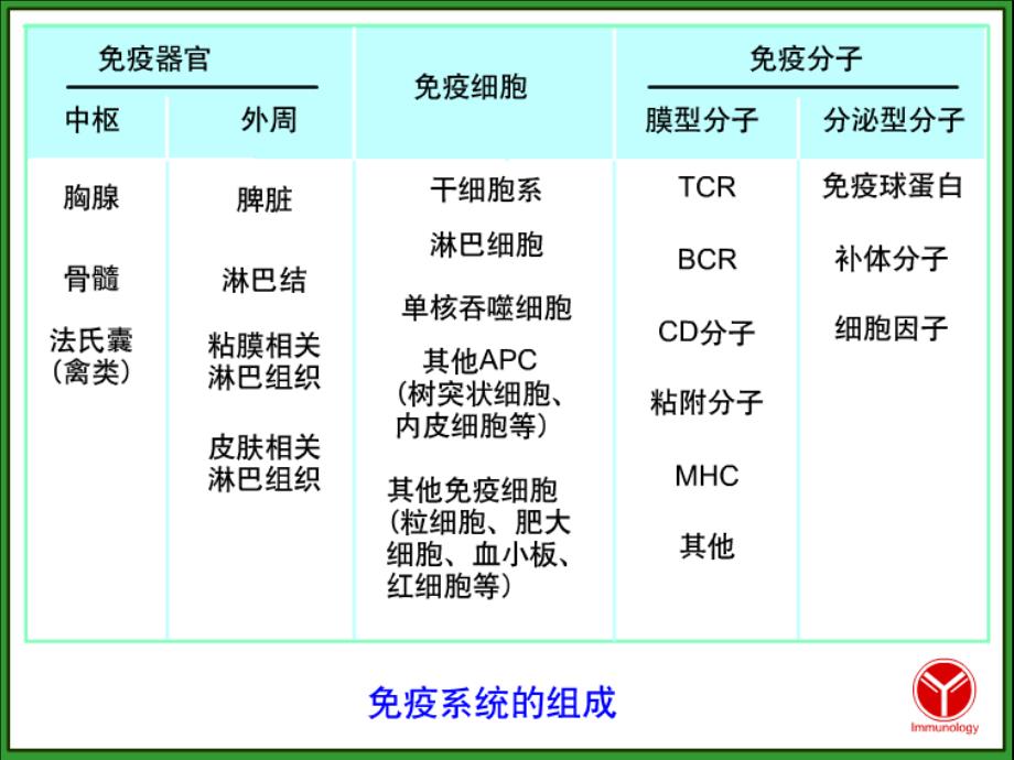 医学免疫学：固有免疫细胞_第3页