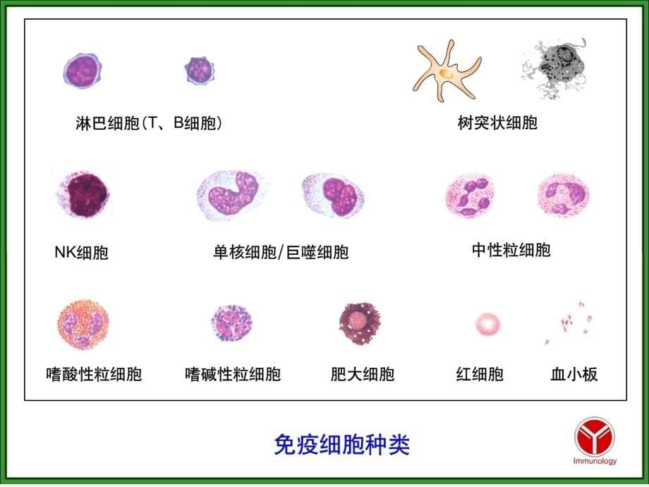 医学免疫学：固有免疫细胞_第5页