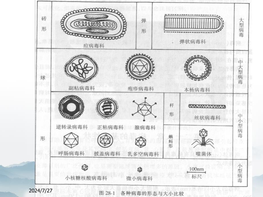 医学微生物学课件第20章病毒的基本性状_第3页