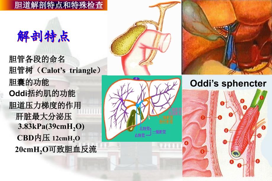 胆道疾病ppt课件_第3页