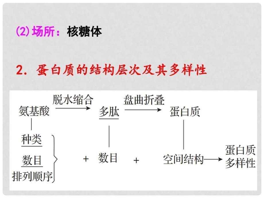 湖南省衡阳县高三生物一轮复习 第3讲 蛋白质（第一课时）课件 新人教版必修1_第5页