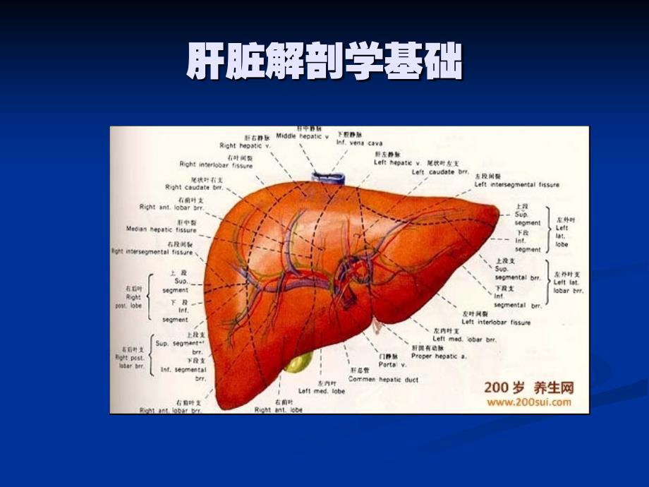 沈阳肝炎医院哪家好乙肝基础知识讲座_第2页