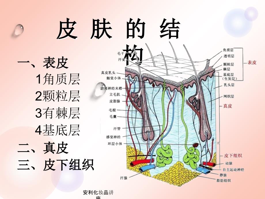 安利化妆品讲座课件_第4页