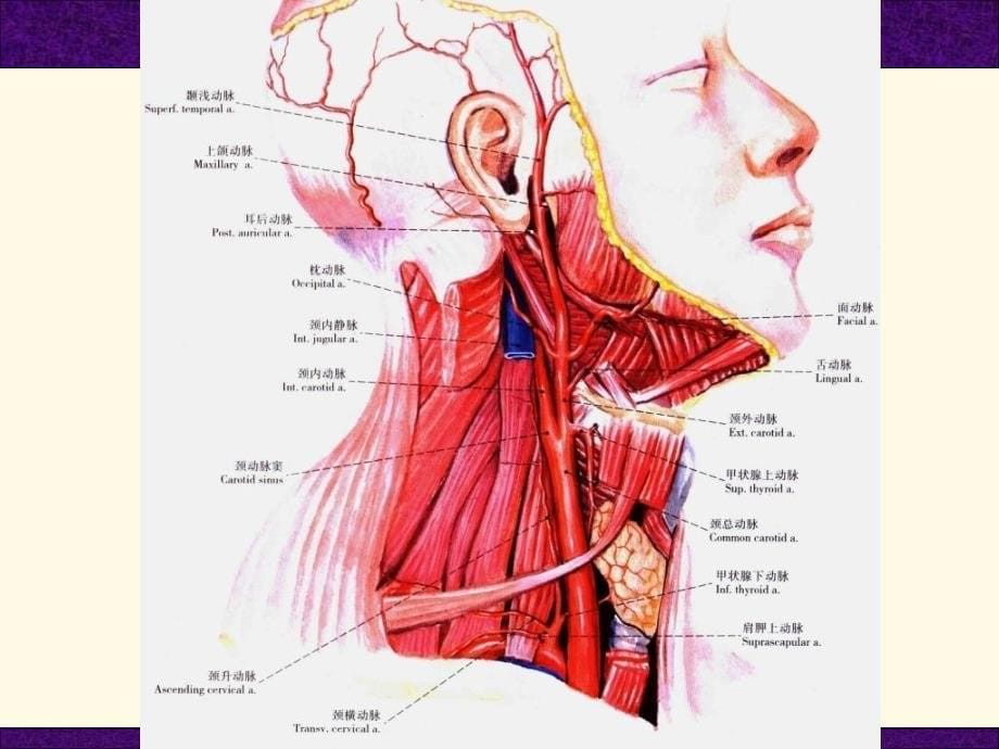 口腔和面部解剖学头颈部血管课件_第5页