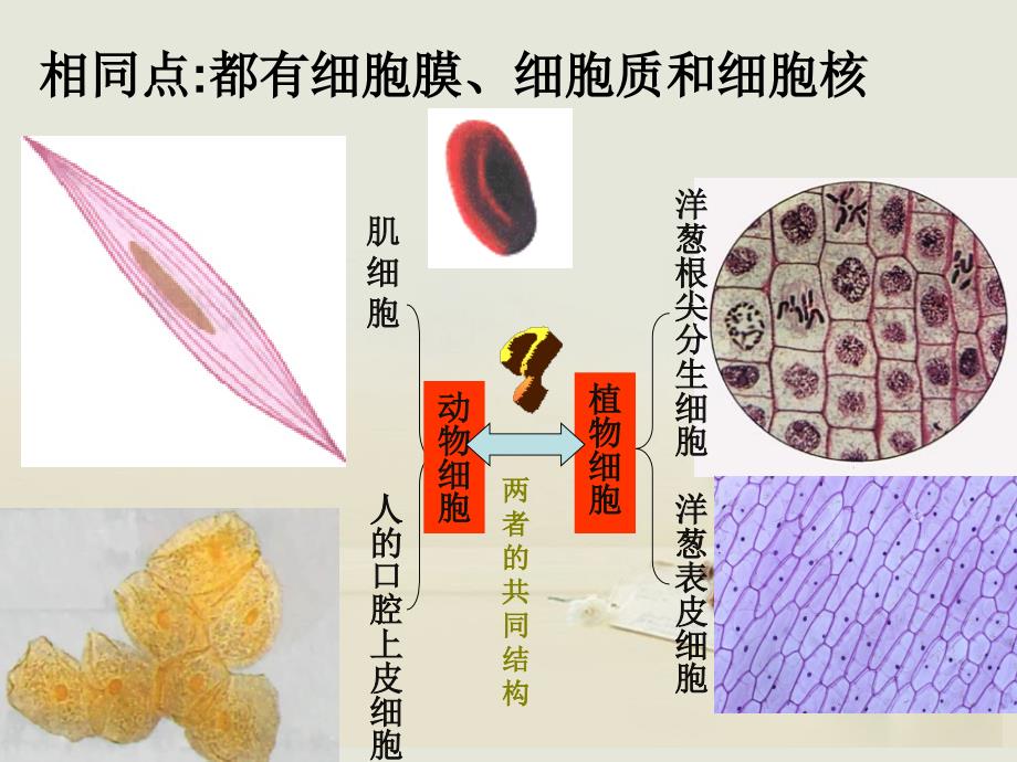 12细胞的多样性和统一性_第2页