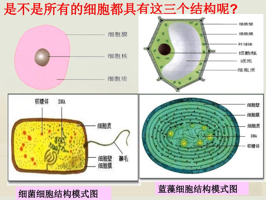 12细胞的多样性和统一性_第3页