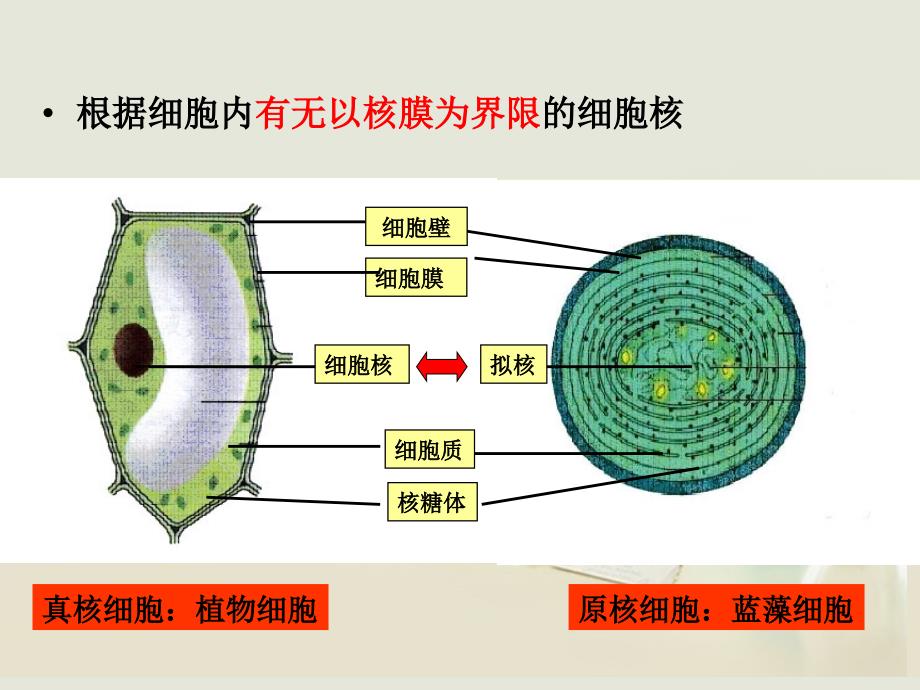 12细胞的多样性和统一性_第4页