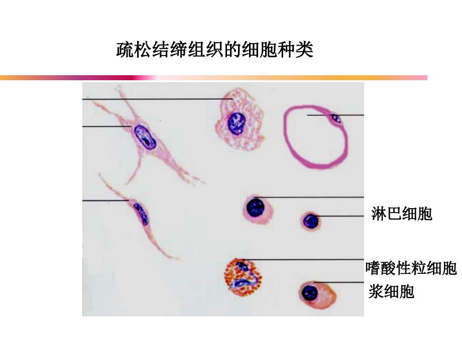 细胞命运的决定PPT_第3页